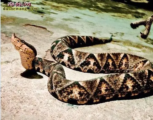 祈蛇图片名贵中药材蕲蛇和原料图片大全