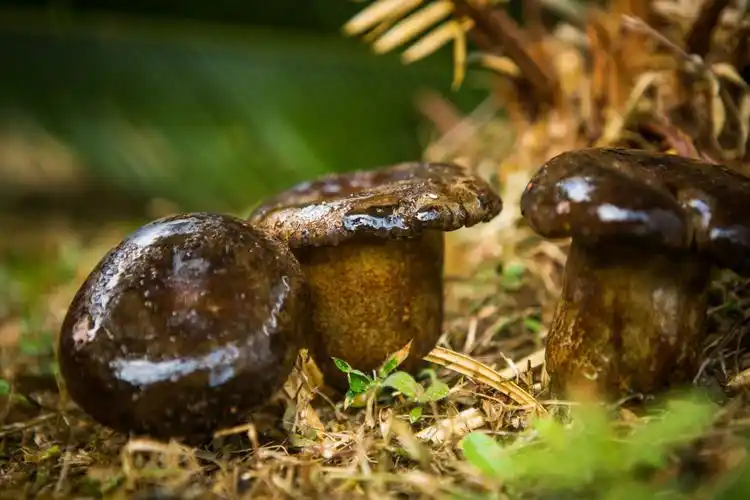 牛夫人食用新鲜黑牛肝菌见手青云南省牛夫人火锅食材酒店特菜供应