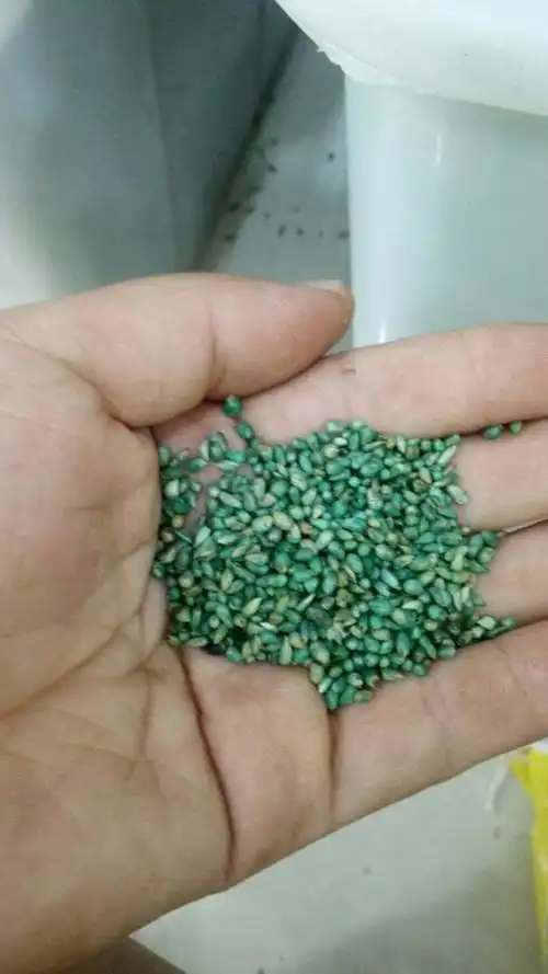 甜象草种子 净籽 多年生 四季可播 高产 6斤/亩