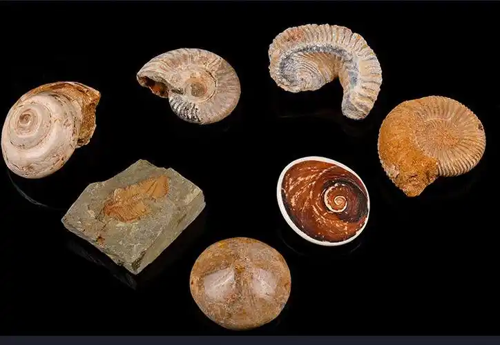 远古七韵七种原矿原石化石古生物标本三叶虫昆虫海胆带木盒