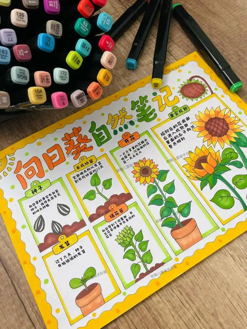 马克笔手绘向日葵成长过程自然笔记手抄报.