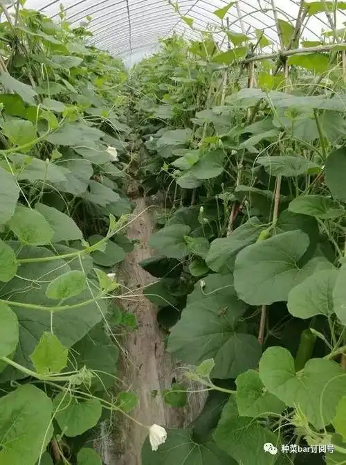 瓠瓜也叫瓠子上海人口中的夜开花