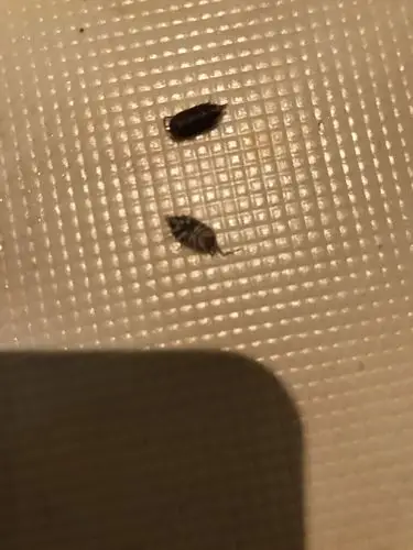 卫生间的这种是什么虫子