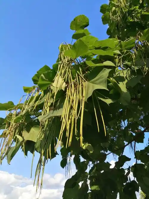 梓树,也叫黄金树,全树可入药