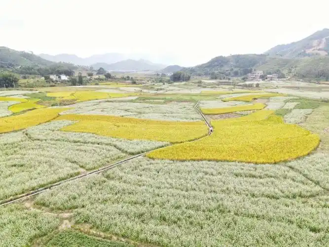 荞麦花花语荞麦花寓意