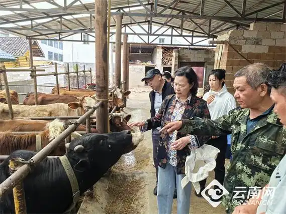 云南宁蒗:专家"出诊",为肉牛产业"开良方"