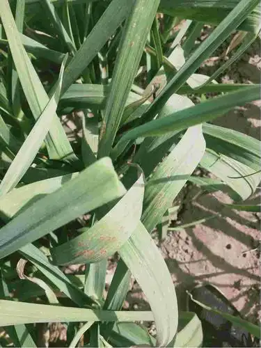 老师您好我家大蒜不知什么原因叶面很多红斑像铁锈一样请问这是什么病