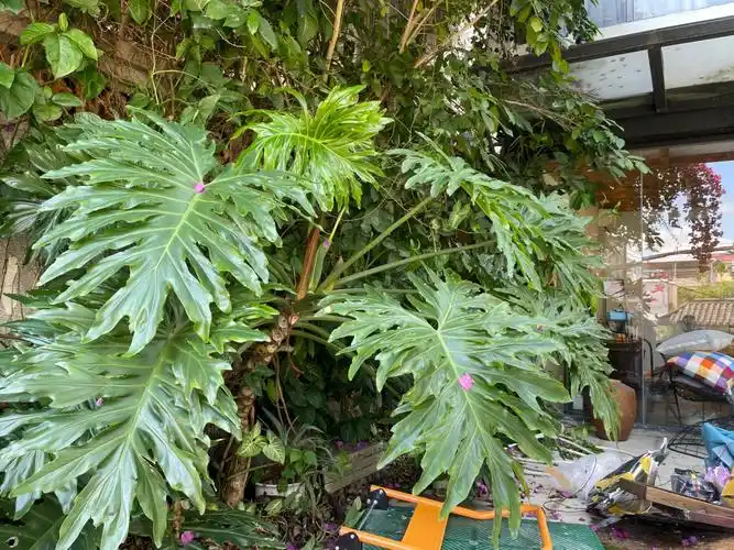 大家帮我看看这颗春羽能卖点钱不