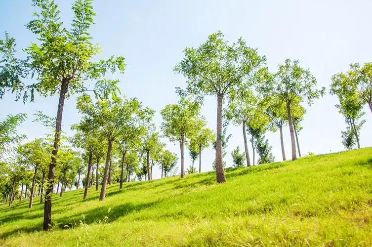 晴朗,阳光,明媚,草地,青草,绿树,树木,植被,城市,绿化,坡地,天空,明亮