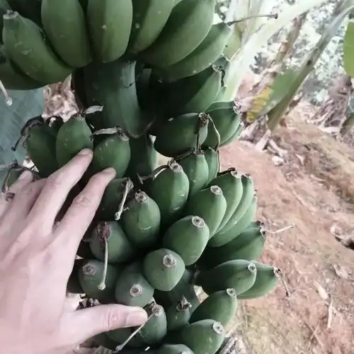 矮品种香蕉树苗种植基地 批发矮品种香蕉树苗 矮品种香蕉树苗基地
