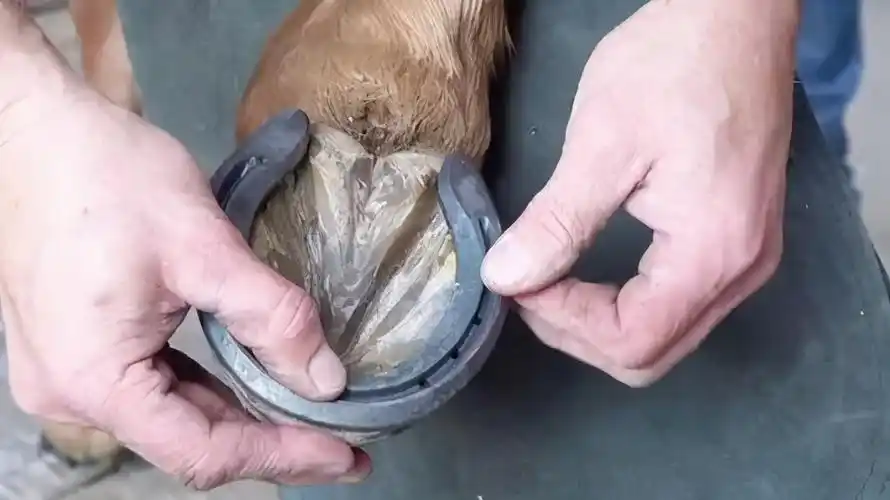 为什么要给马蹄钉铁掌为什么要给马蹄钉马掌呢