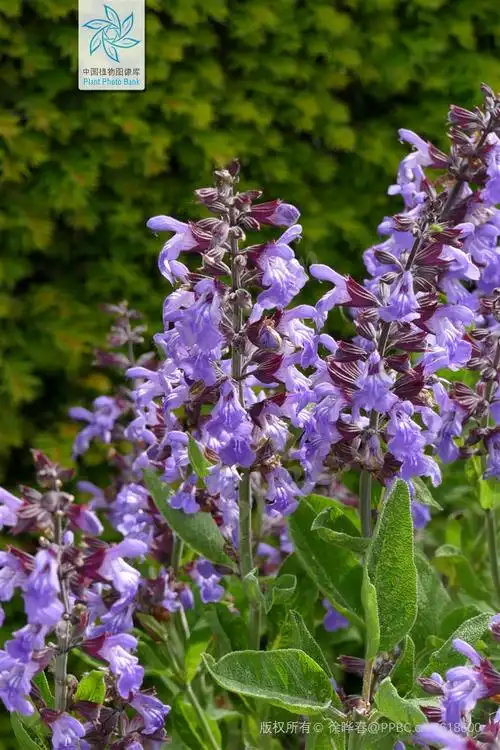 来点鼠尾草,给生活加点料丨花花万物