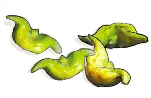 菱角现在最鲜嫩 可生吃可炒菜