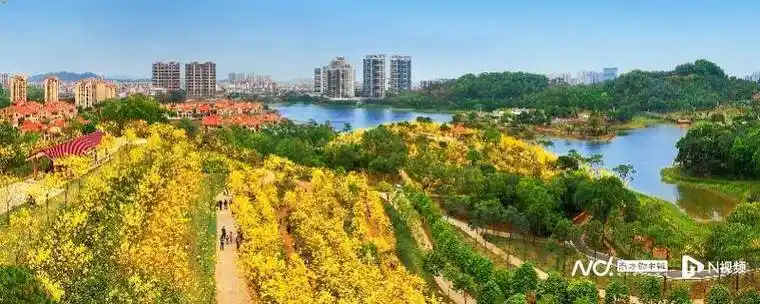 阳江金鸡岭森林公园:密林美景自然教育滋养市民_树种_生态