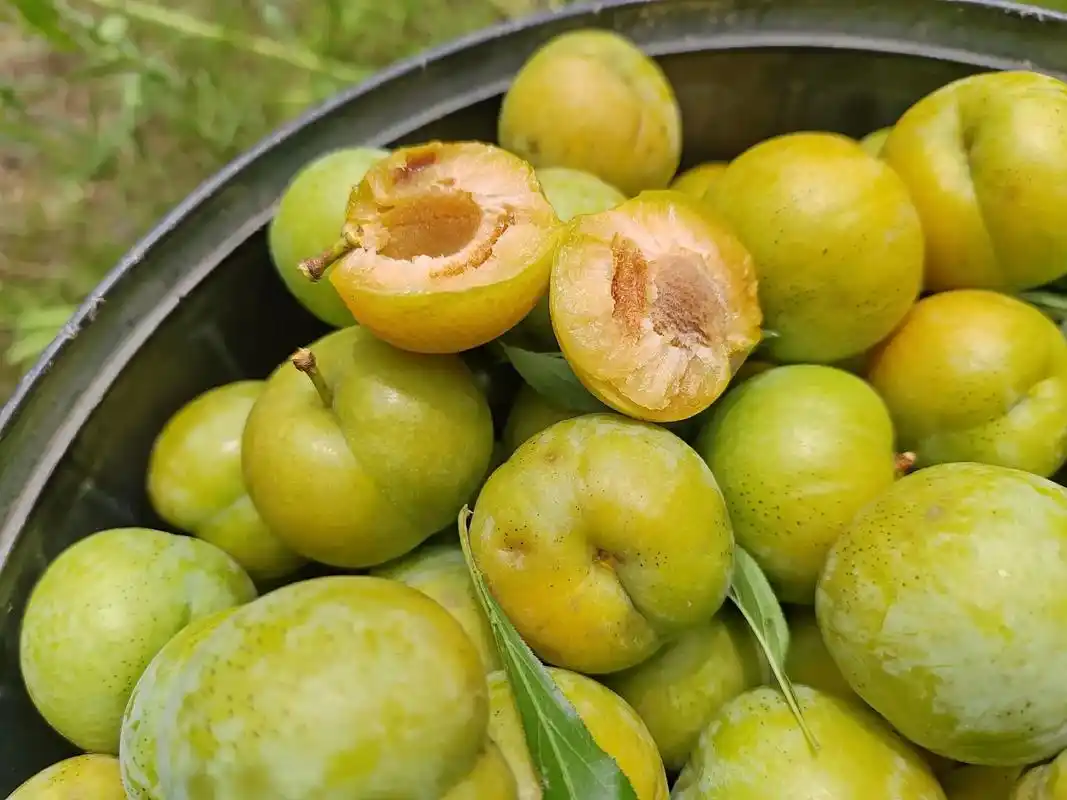 又到了吃李子的季节 #又脆又甜 #自家果园 #原生态水果