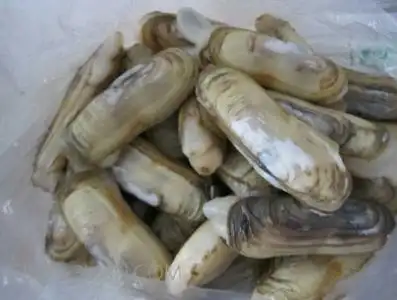 【儿时记趣】一:挖河蛏