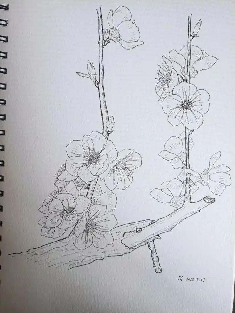 过的杏花啊,它好像真的就是这个样子——为了重回儿时的记忆,画了一画