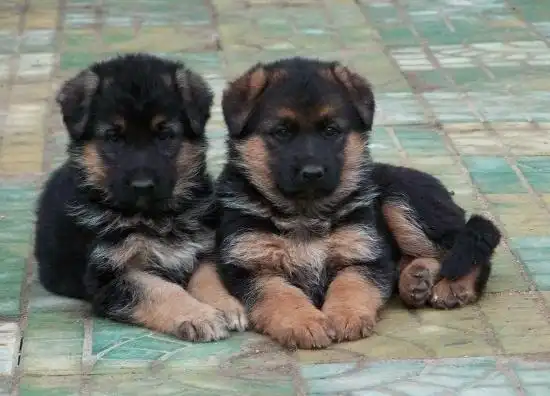 这是纯种德牧不