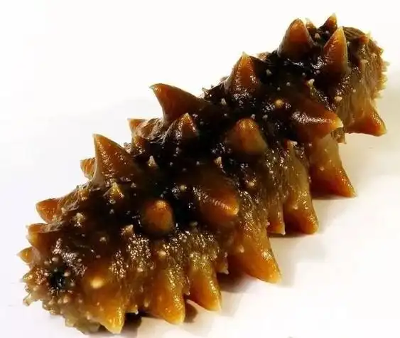 红海参叫什么 红海参讲解