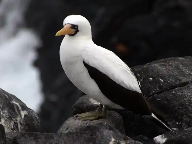 wallpaper bird, beak, white and black feathers 2880x1800 hd