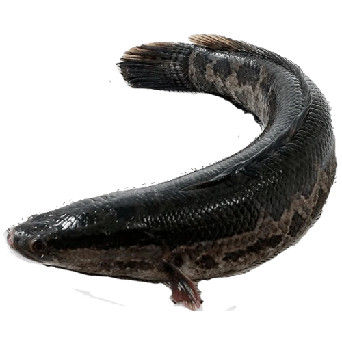 黑鱼(乌鳢 / 杂交鳢),肉质细,大块蒜瓣肉多.