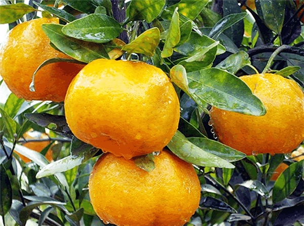 椪柑-湖南省袁哥柑桔专业合作社,袁哥柑橘,石门橘子-湖南省袁哥柑桔