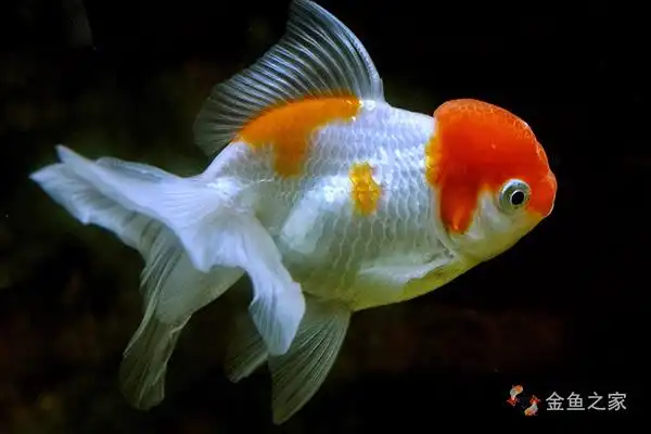 除了狮子头之外另一种头长肉瘤的文种金鱼高头