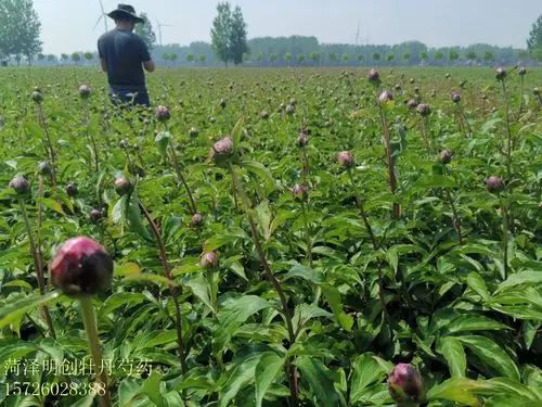 芍药鲜切花价格 重瓣芍药切花 菏泽芍药鲜切花批发基地