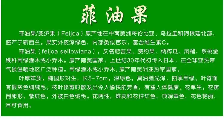 常州新鲜水果采摘新品种果树苗菲油果优质斐济果基地直销