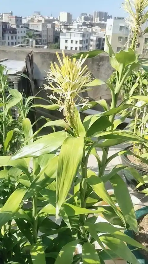 第一次见到富贵竹开花,看了不富都不行了