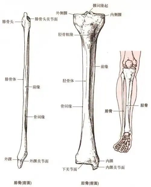 腓骨胫骨解剖示意图人体解剖图