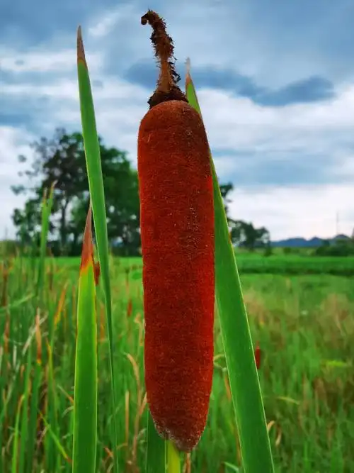 水烛的盛夏蒲草香蒲野生蔬菜生态环保