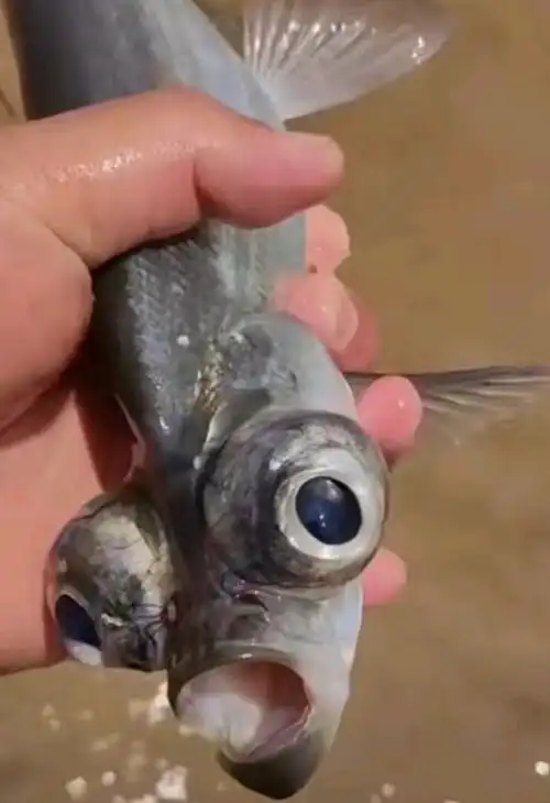 又见怪鱼出水,广东钓友钓到奇怪翘嘴,眼睛突出神似外星生物