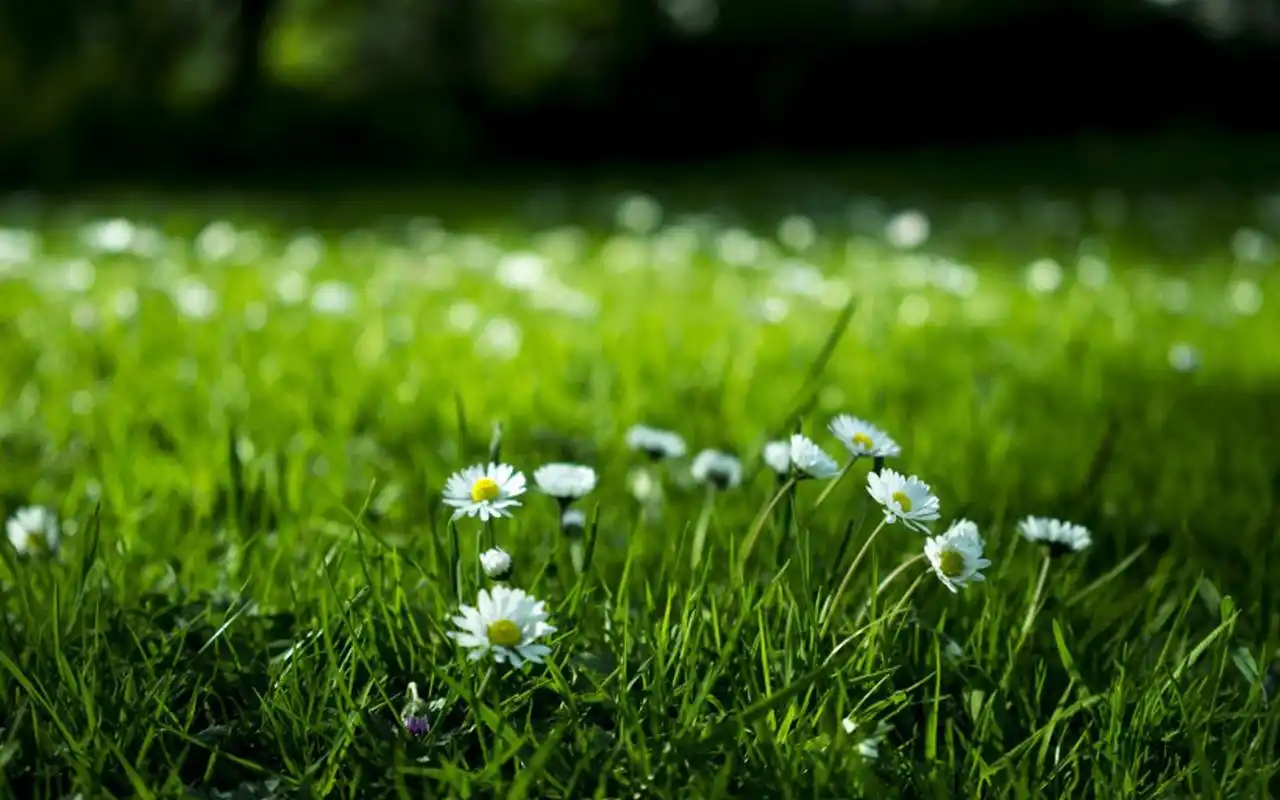 高清护眼绿色草丛图片电脑壁纸