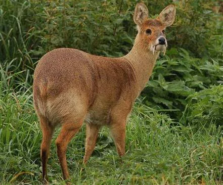 农村10大珍贵的野生动物, 见过3种以上算你牛!