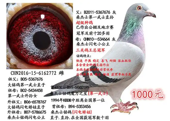 桑杰士"第一武士"_济南聚星鸽业_ ag188.com爱鸽商城_中国信鸽信息网
