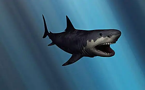 鲨鱼图片_鲨鱼图片大全_鲨鱼图片素材