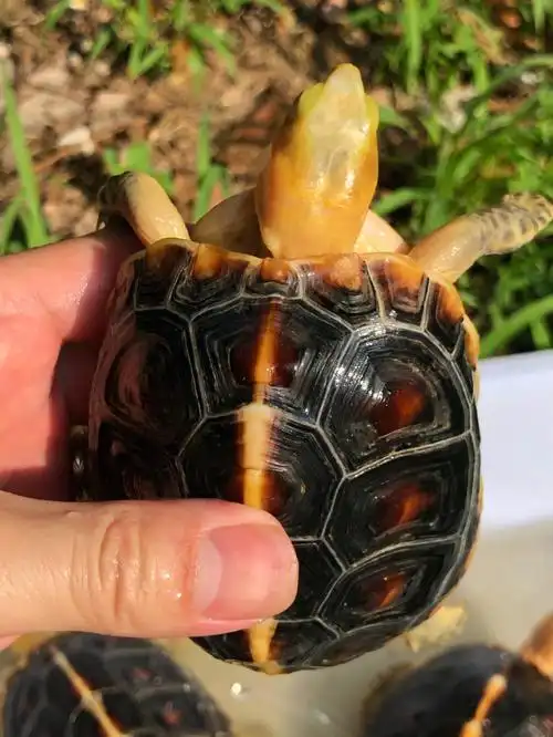 黄缘龟  变异黄缘交流 这只是去年购买的变异黄缘 原先是双目没问题