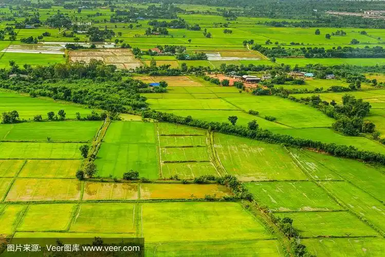 稻田,鸟瞰