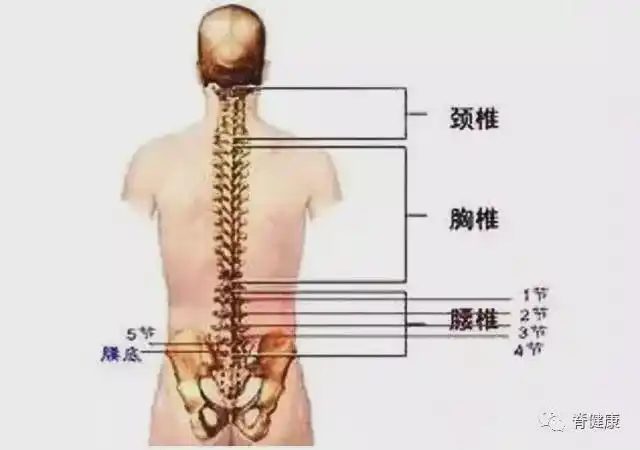 腰椎使用说明书,护腰注意六要六不要|腰椎间盘|关节|腰椎间盘突出