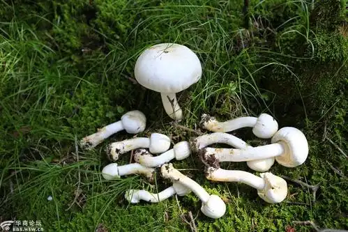 贺兰山白蘑菇,也是可食用的美味