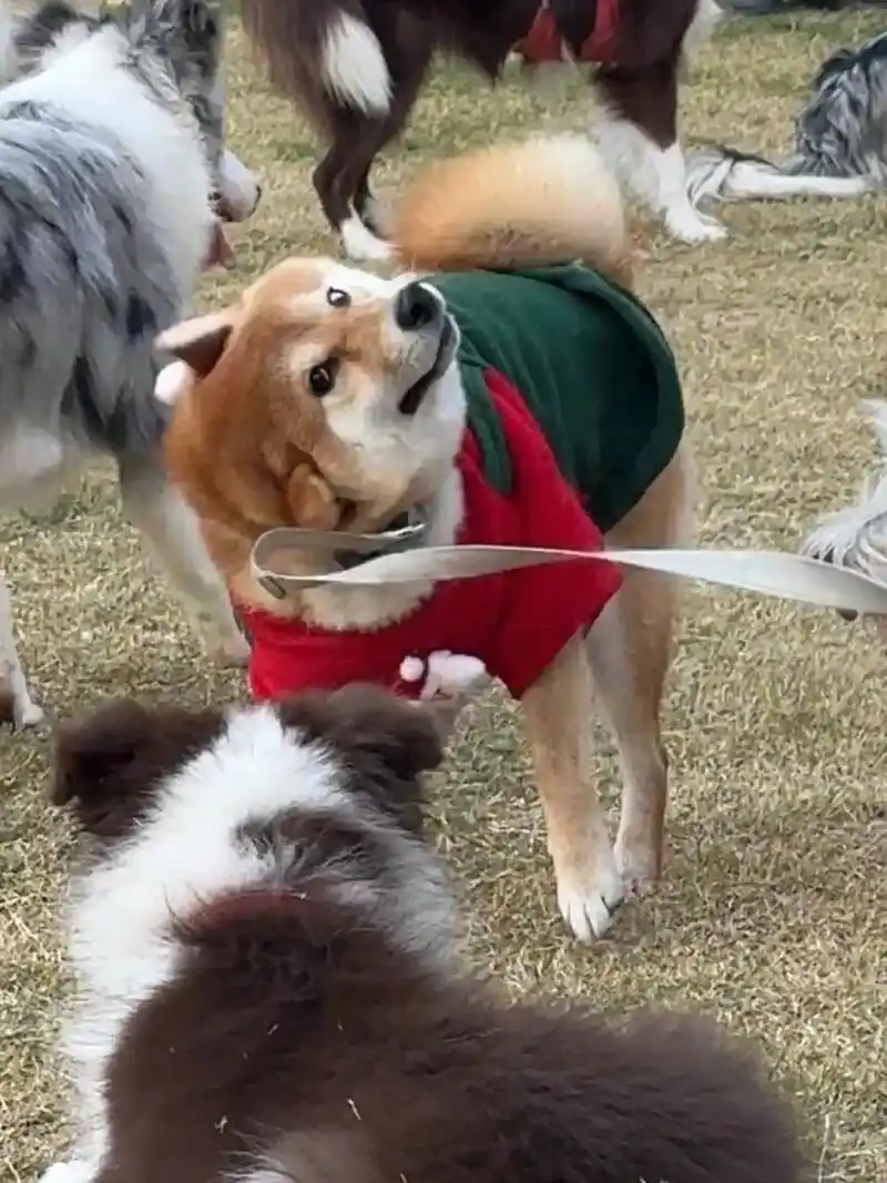 你没见过的小狗表情包  在草坪上互相追逐的小狗,它们的每一个动作和