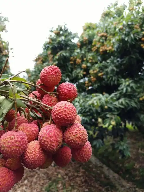 广西灵山桂味荔枝