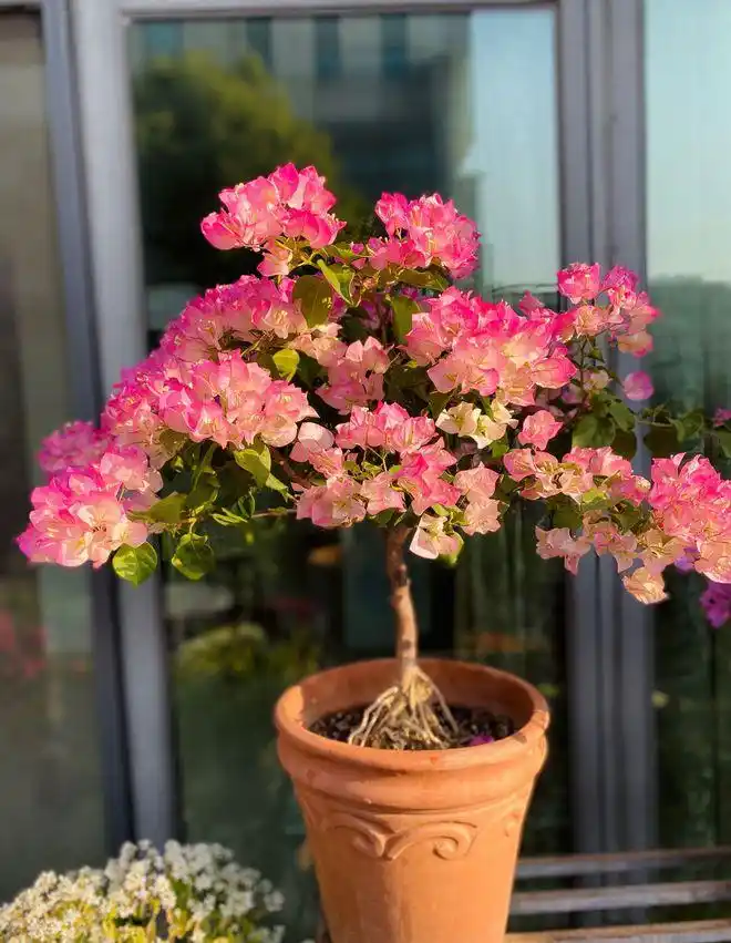 阳台养三角梅就选绿樱唯美梦幻三季有花开点亮一阳台