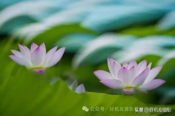 摇摄荷花摄影佳片欣赏