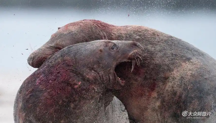 海豹发情相互厮打 场面血腥不忍直视 (2/6)