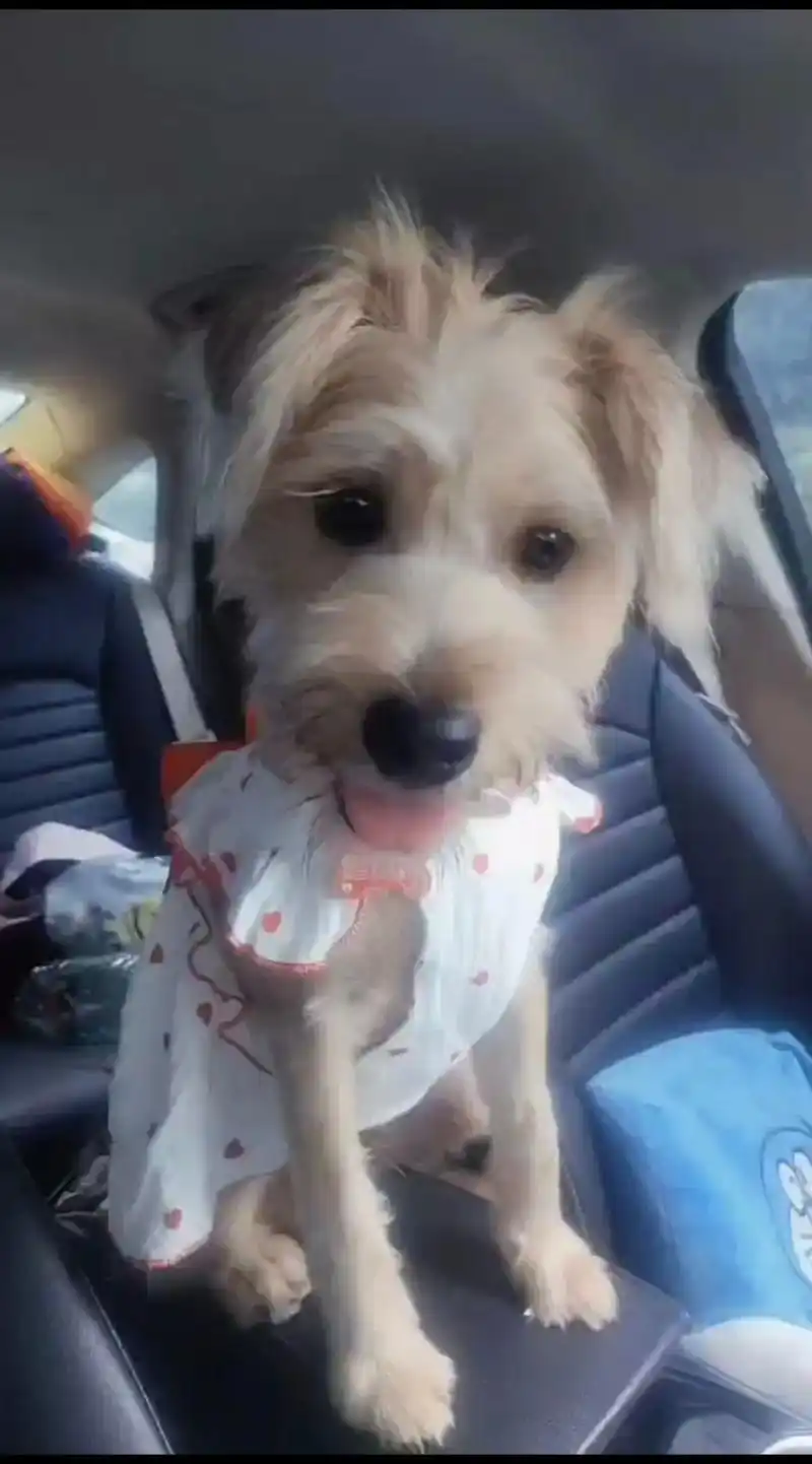 养了我钱钱这么久,今天才知道我钱钱的这个品种很稀少,叫湖畔梗