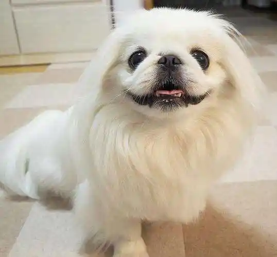 世界名犬no:62 中国的"狮子狗"又称京巴狗,以后不能叫土狗了