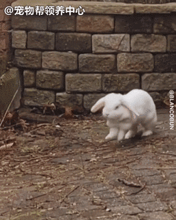 原来兔子跳一下动作还能这么复杂