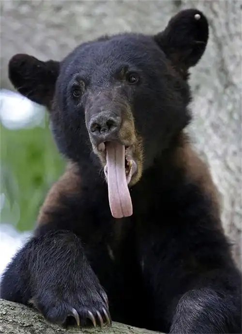 高清美黑熊民宅庭院树上安家吓坏居民4